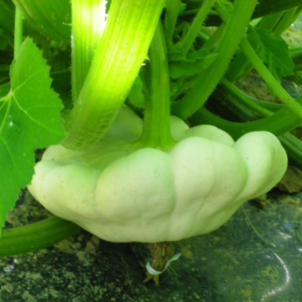 Courge Patisson Blanc Bio – Image 2